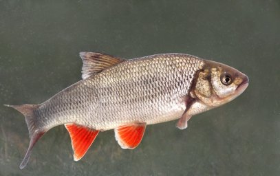 Белезень